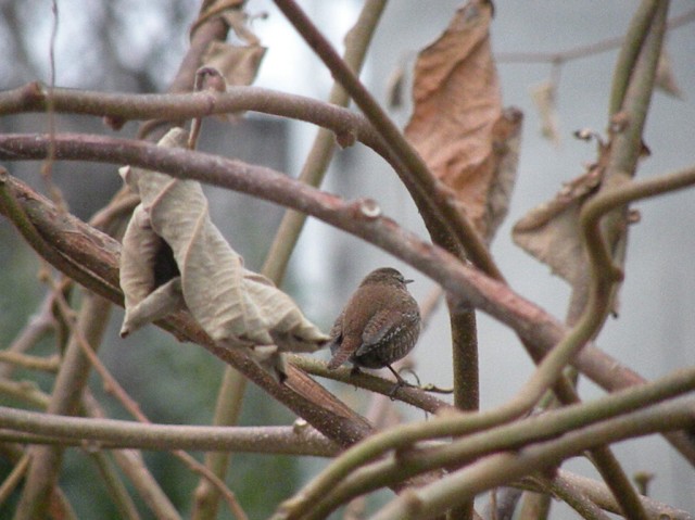 dalla finestra di casa...
